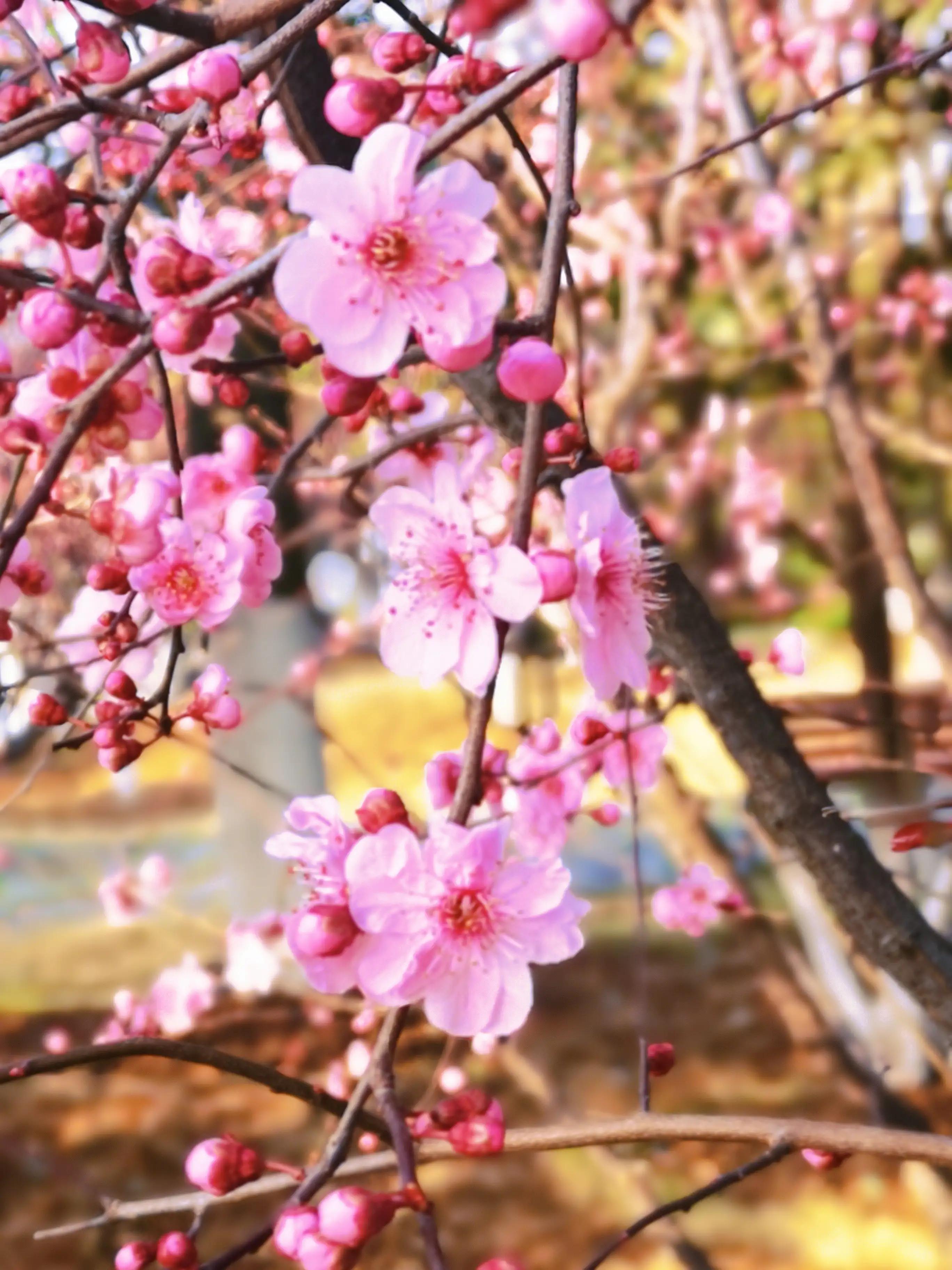 两岁读诗出口成章（天才养成计划之一）