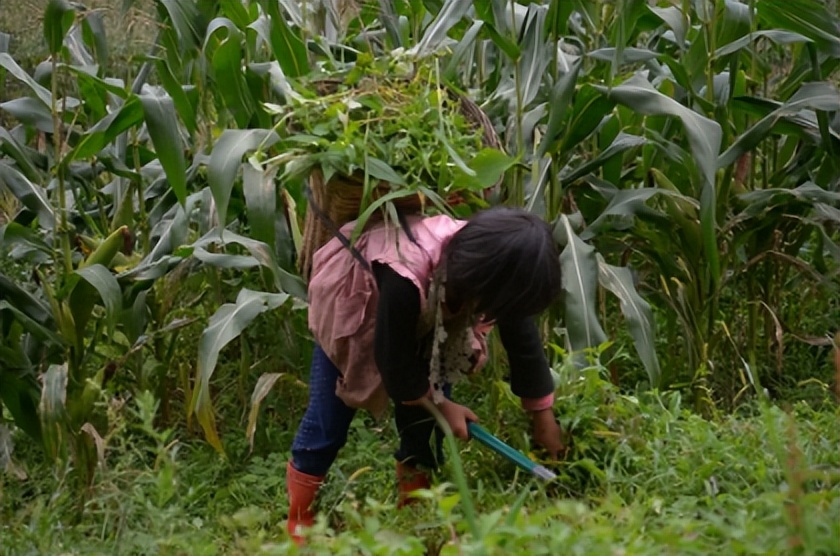 富士康打工妹身价580亿,富士康最牛妹子