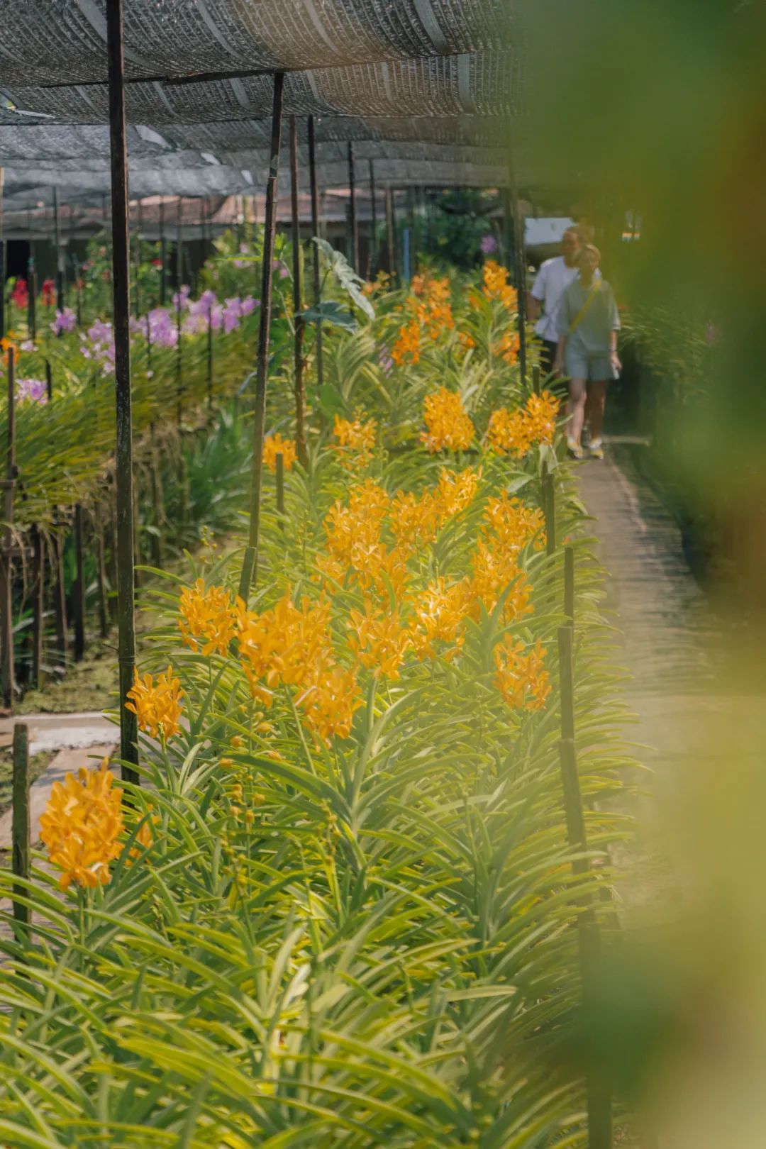 大数据推给想去泰国的朋友，万字长文玩转曼谷芭提雅