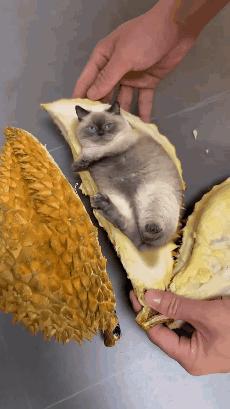 榴莲有点开口了有点长毛,榴莲靠近核的地方像长毛