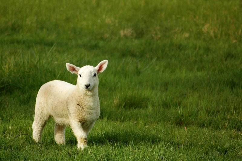 羊尿结石最快的解决办法视频,羊尿结石治疗最佳方法