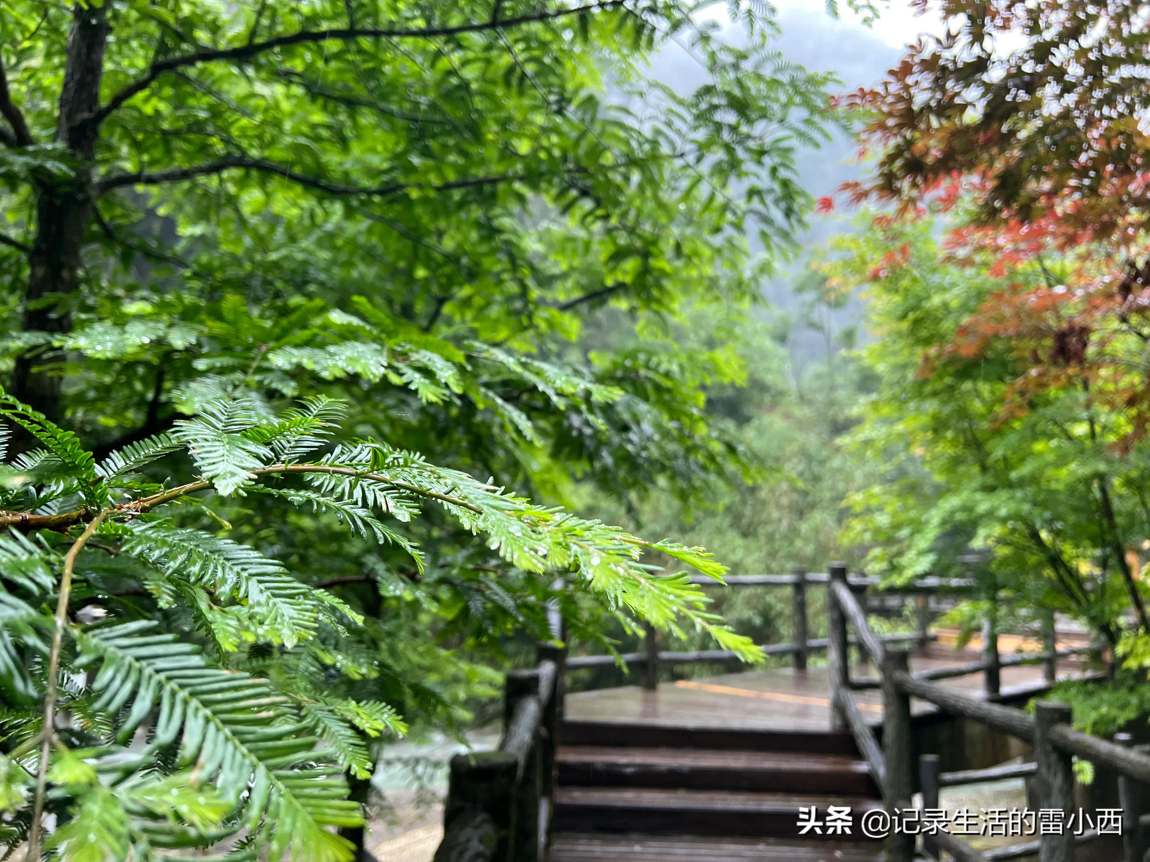 重庆到黑山谷景区怎么坐车,重庆黑山谷自驾游一天