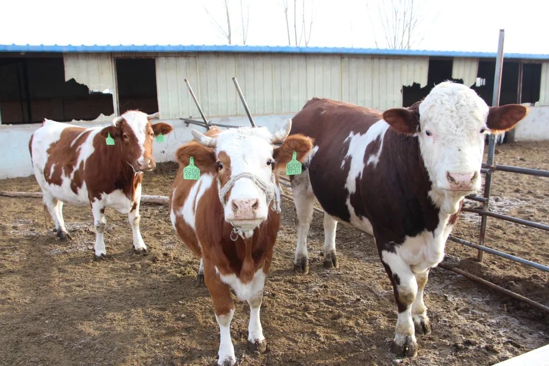 高台县黑泉镇：巧念养牛致富经乡村振兴“犇”幸福