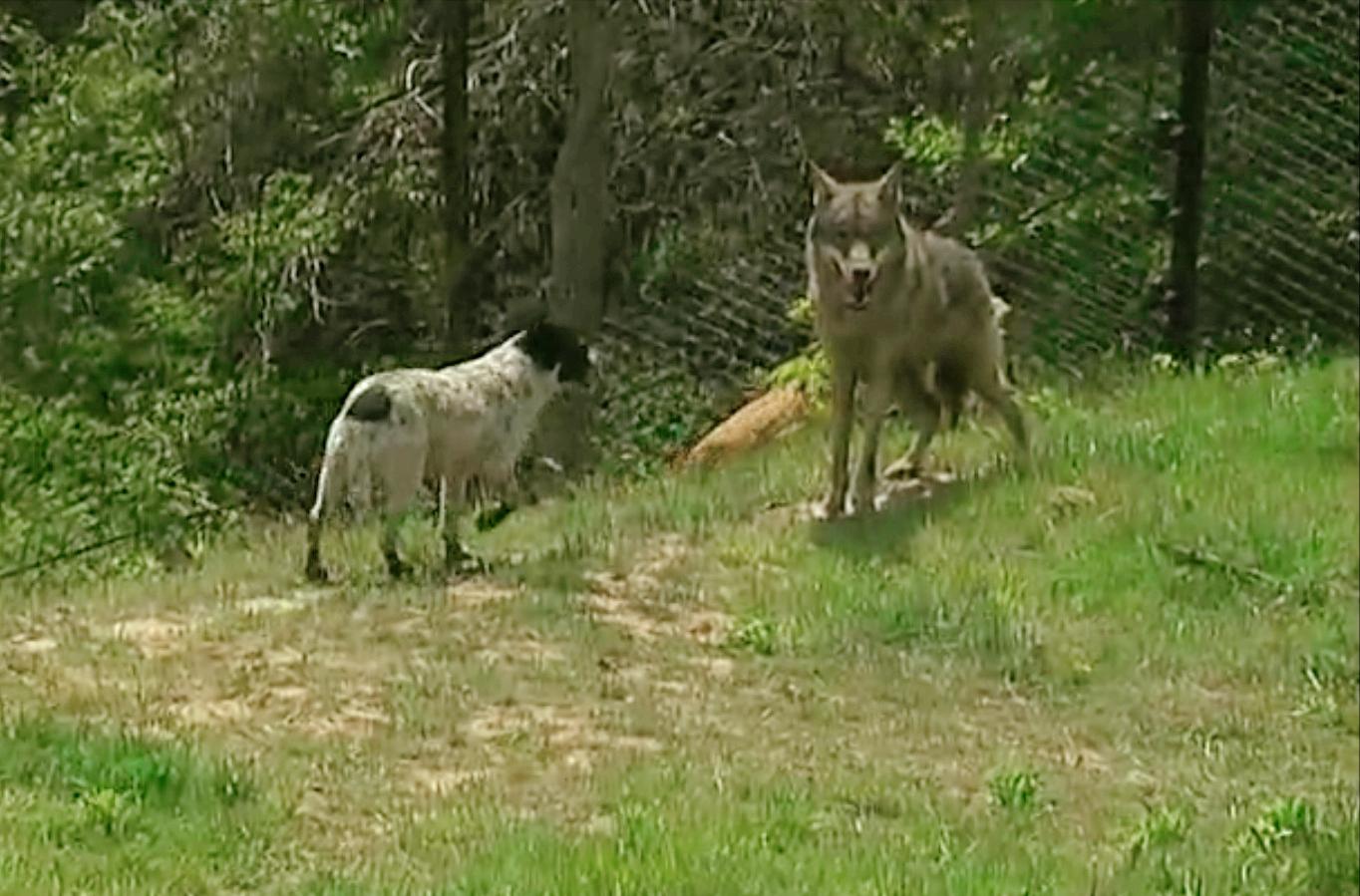 狗和狼故事简介,狗和狼的故事真实感动