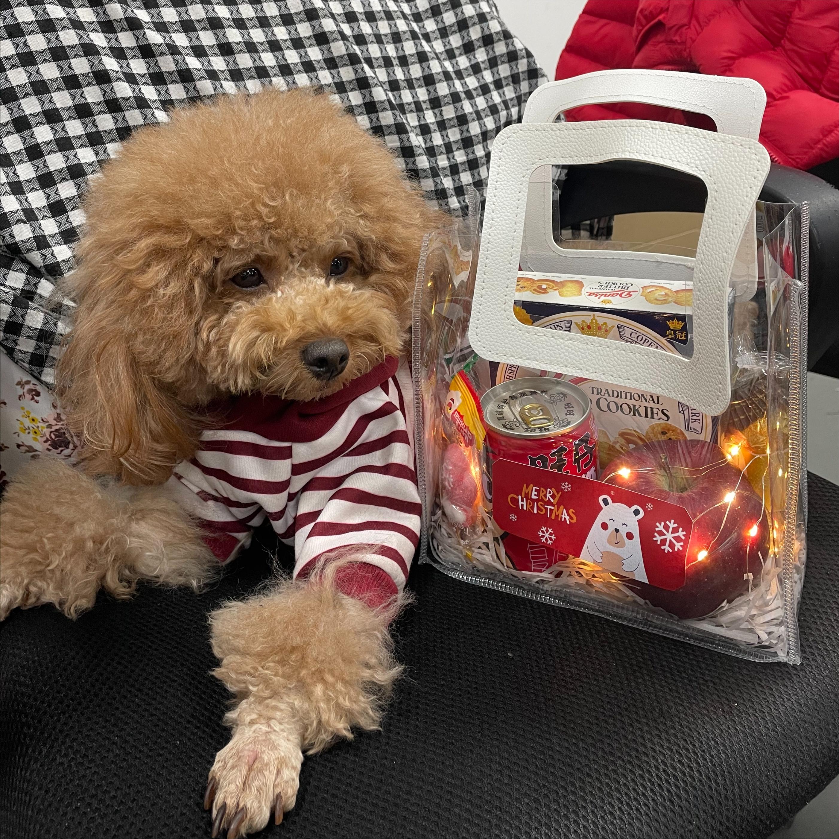 狗狗自制狗粮怎么喂最好,怎么给狗狗做最好的狗粮