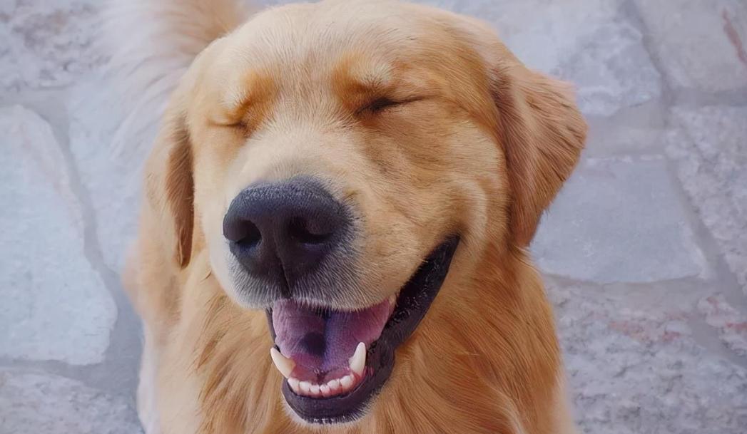 金毛在一个多月时，应该如何喂养？各年龄段应该怎样进食？