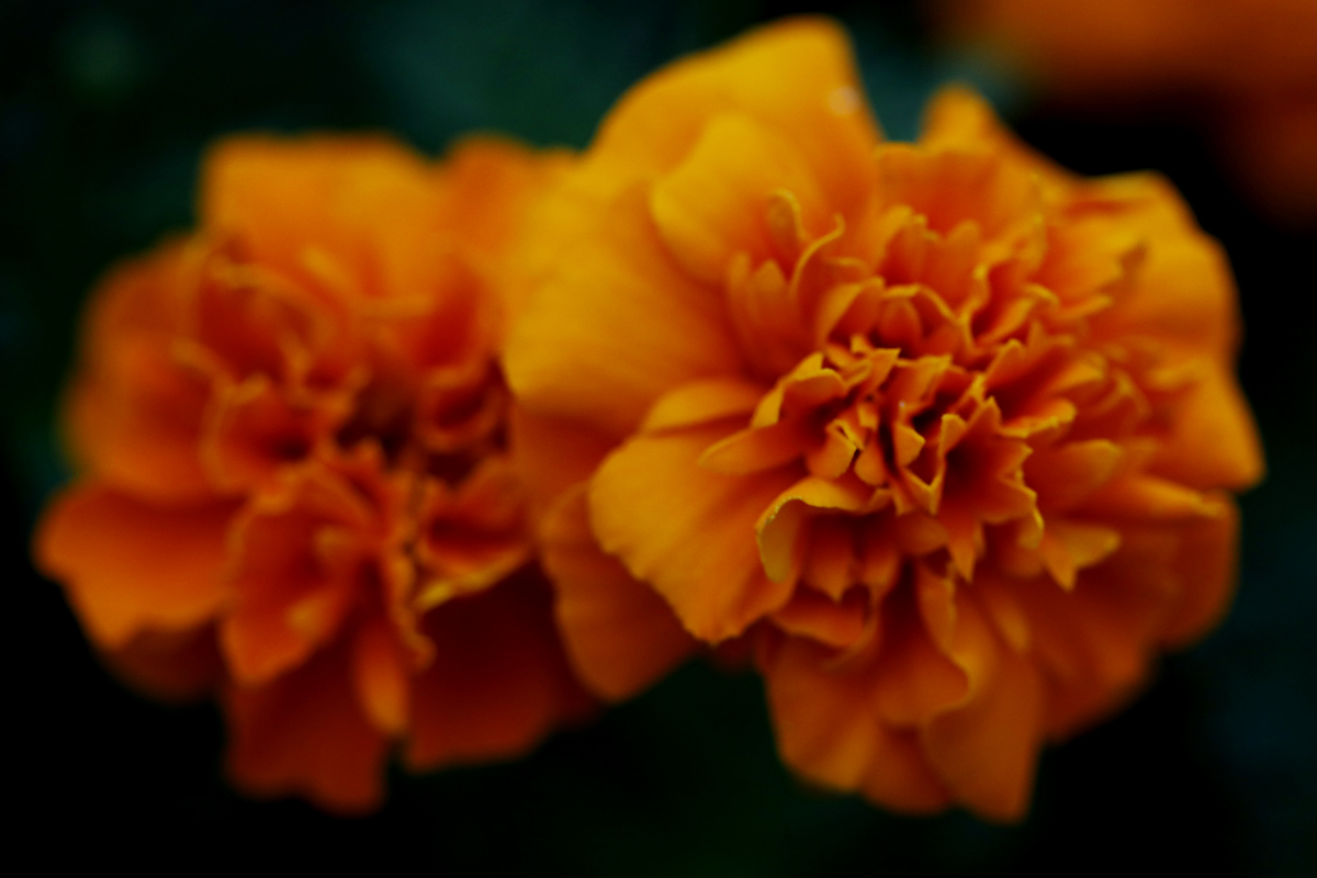 孔融几次让梨,北海太守孔融