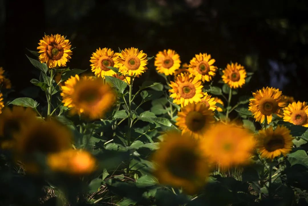 绚烂花海,绚烂花海现在还有吗