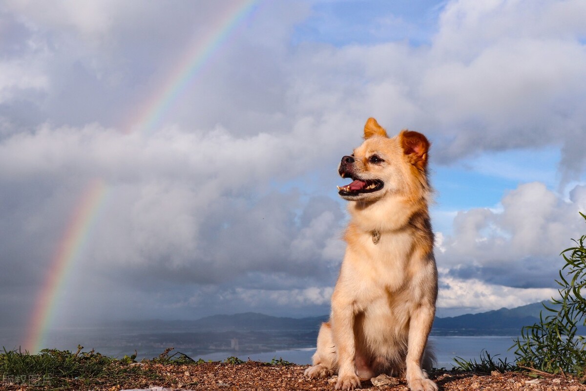 狗喜欢的颜色排行榜,狗喜欢用什么颜色的水碗