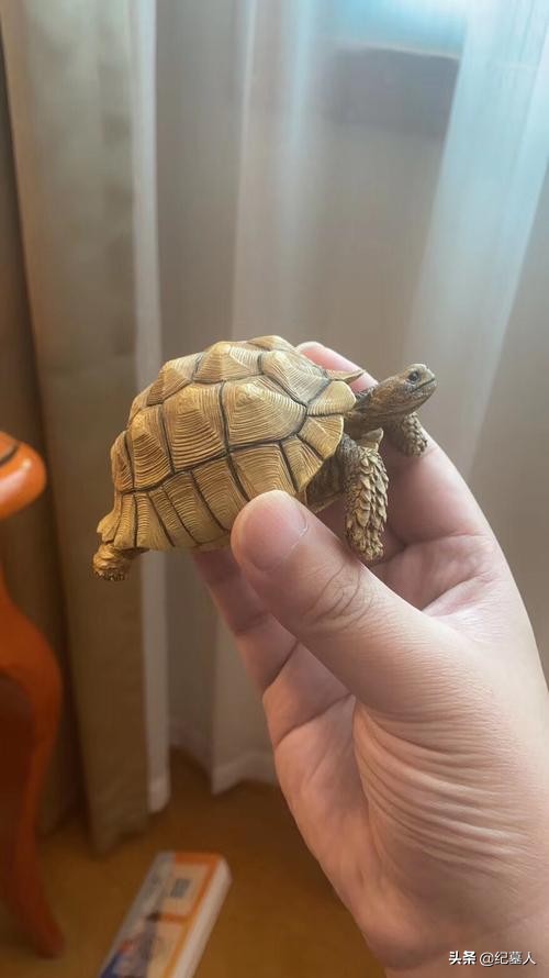 北京男子捡到乌龟养了8年,男子在野外捡到乌龟越长越不好