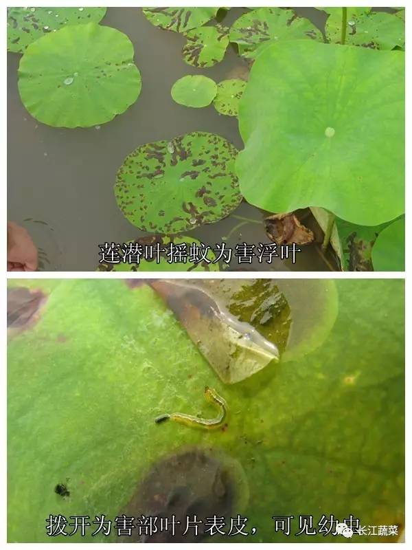 莲藕病害一览表,莲藕的营养价值及病虫害防治