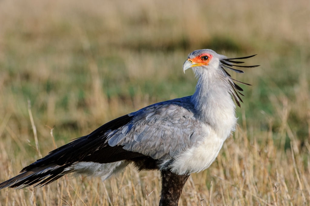 高清图集｜盘点那些“气质超群”的鸟类
