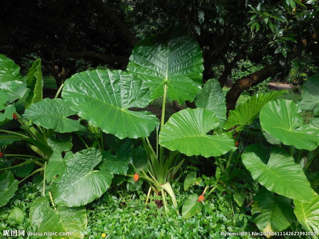 一片叶子可以做什么好玩的,一片叶子可以做什么手工