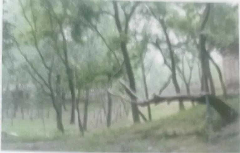 成武县古树,临武县古树