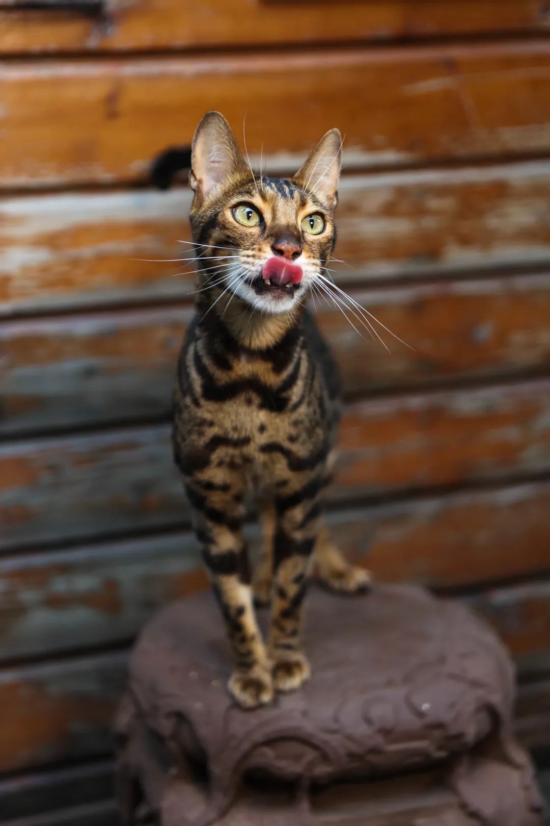 奇怪的蓝星人，小猫咪不懂