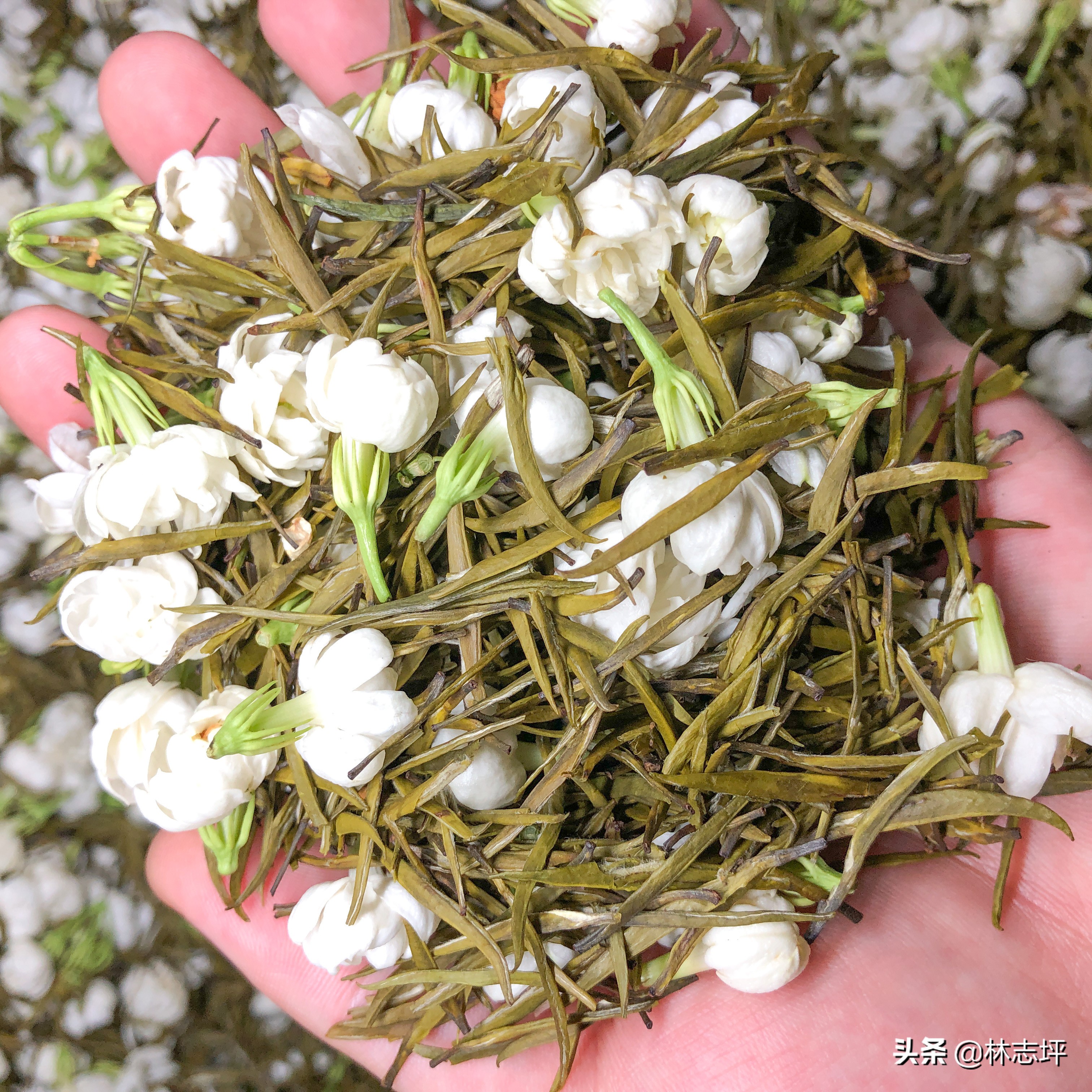 茉莉花茶新茶叶介绍视频,茉莉花茶今年新茶出来了吗