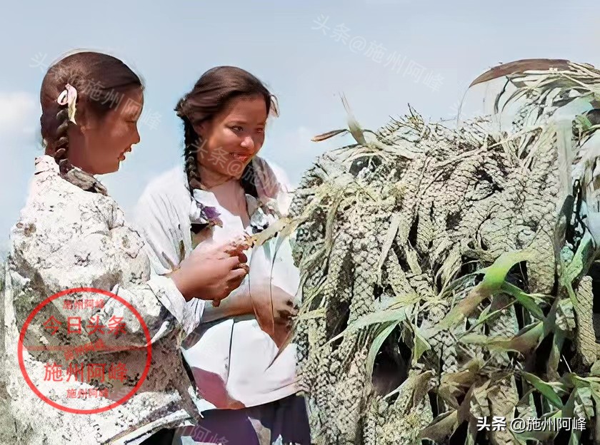 农民推独轮车买肥料,农村80年代农具照片真实照片