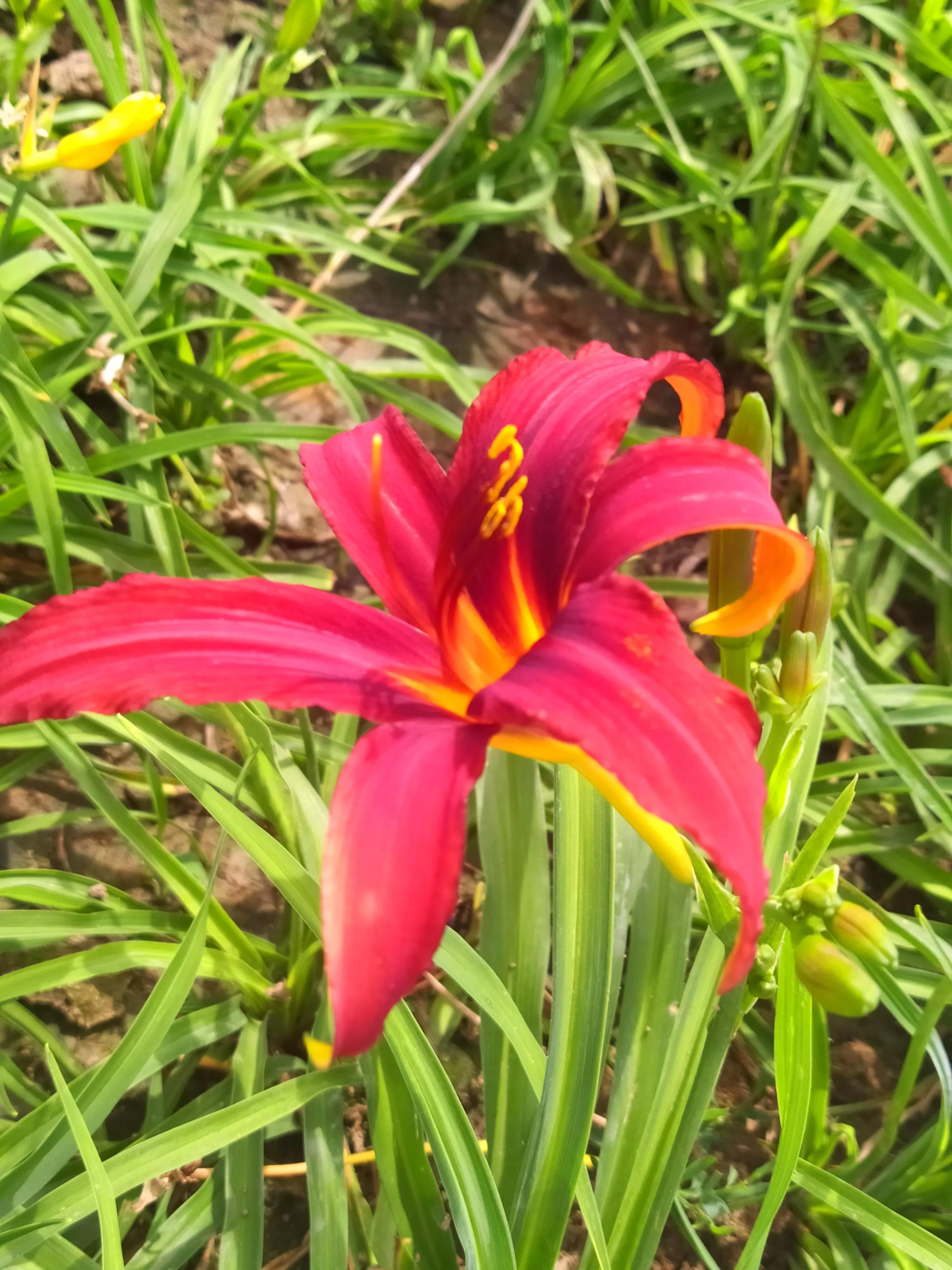 萱草花几种色,萱草花什么颜色