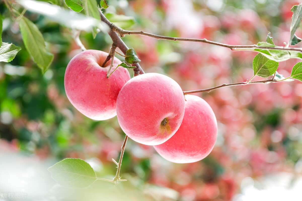 春节期间最热门的生意,春节前最赚钱的生意有哪些
