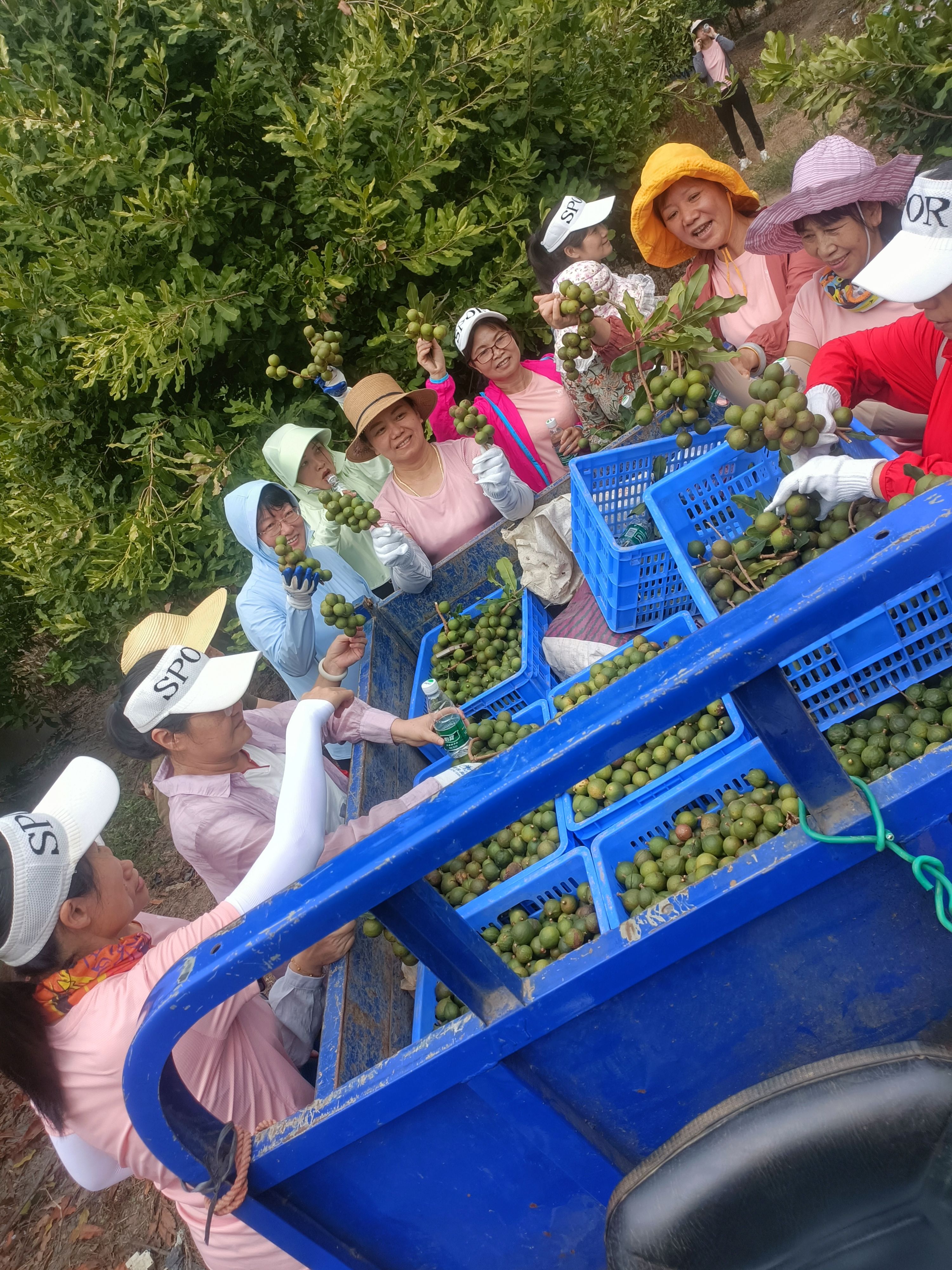 澳洲坚果采摘视频,澳洲坚果摘果