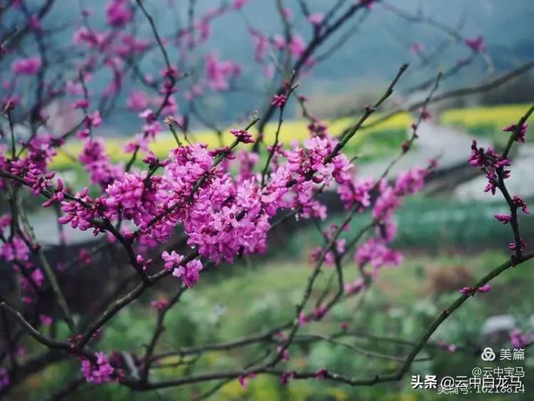 张甫升七律诗欣赏,张甫升七律组诗