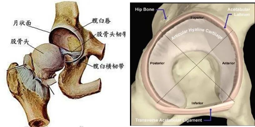 骨头关节损伤怎么治,关节骨头疼痛解决最好办法