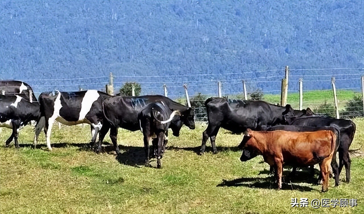 世界高端牛肉品牌,世界牛肉品牌排行榜前十名
