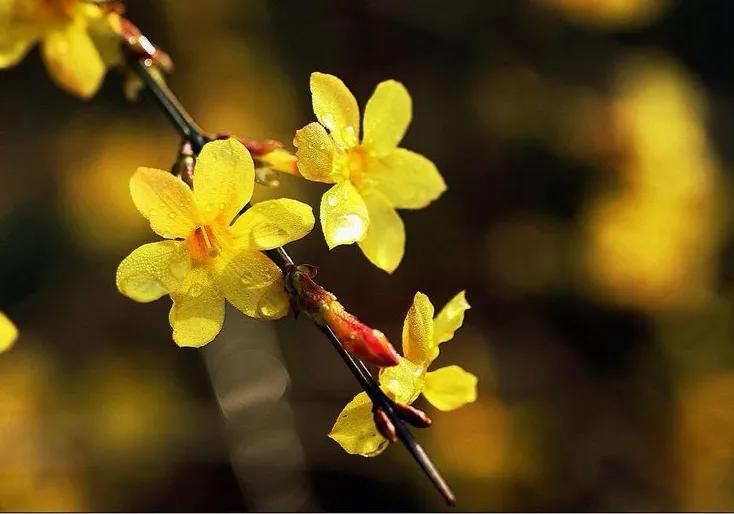 春节随笔高中800字,写春节的随笔50字