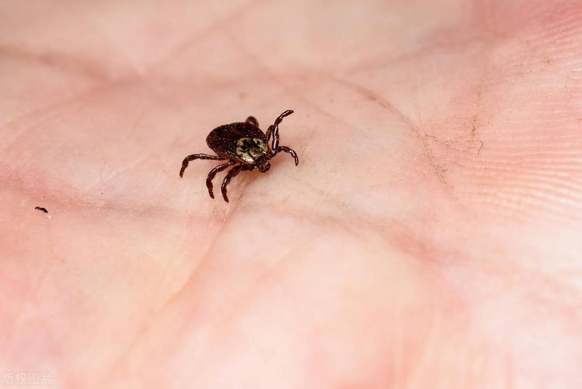 一到夏天，胳膊、腿就起大包，又红又肿还刺挠，这究竟是咋回事？