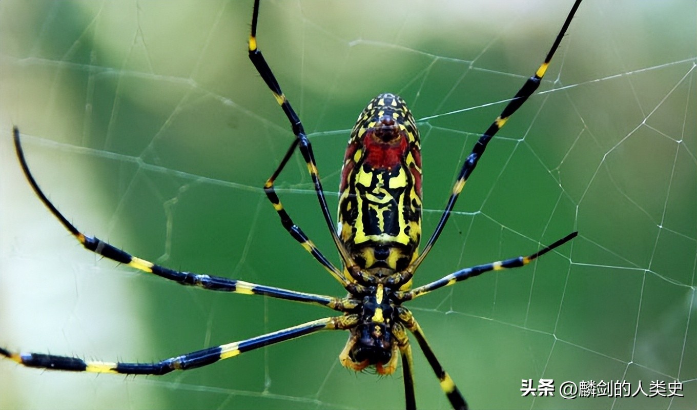 蛛形动物的特征,蛛形纲中有哪些蜘蛛