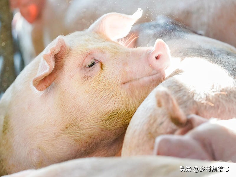 日本埼玉种畜牧场：被称为“农业迪士尼乐园”，三产融合典型！