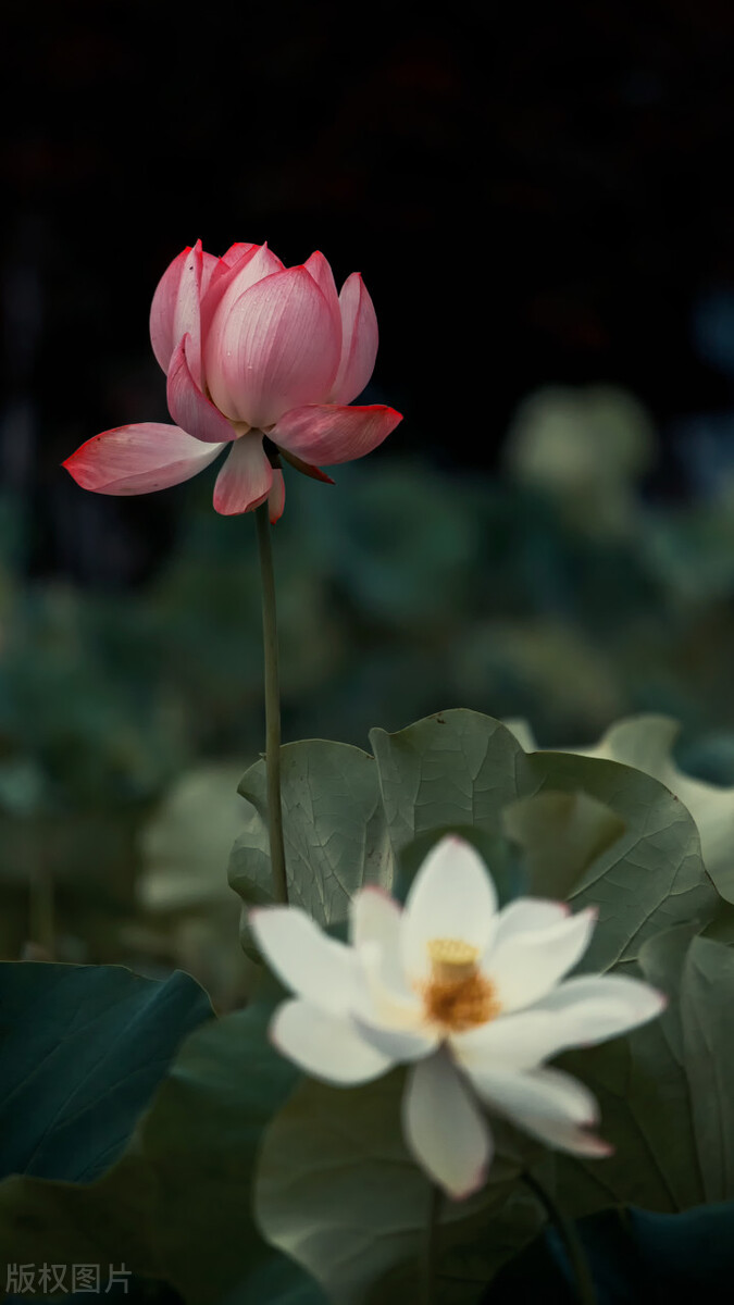 荷花图片禅意荷花,最美意境荷花图片大全