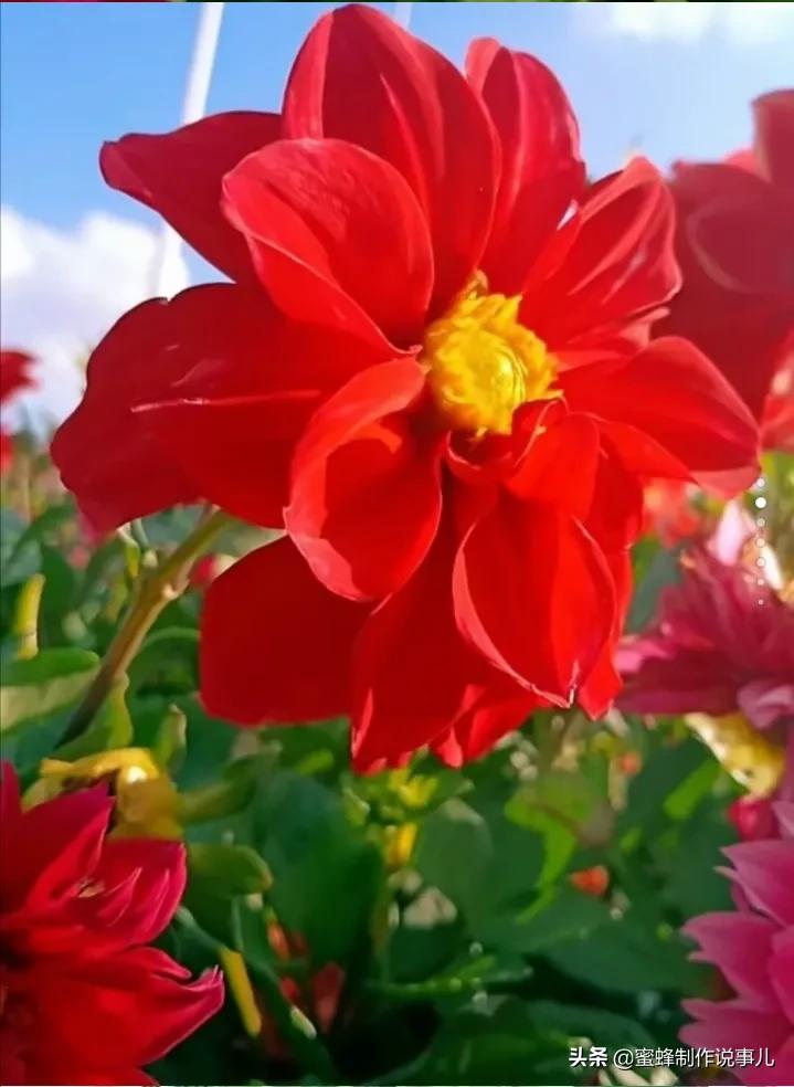 鸟语花香百花争艳让人陶醉,宁静祥和鸟语花香
