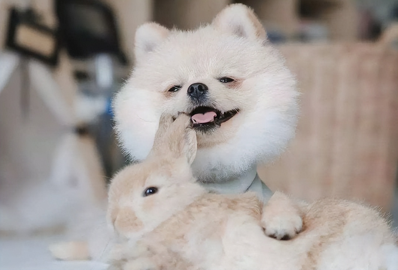 新手养博美要注意什么事项,养博美要注意哪些细节问题