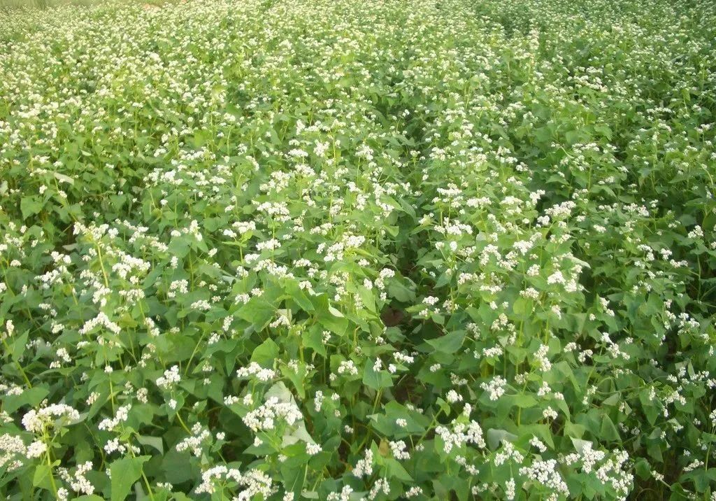 五谷杂粮食物图片大全大图,五谷杂粮图片大全大图真实