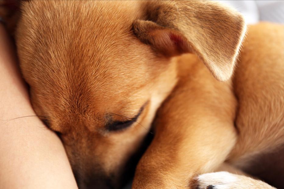 狗狗半夜哭叫要送走吗,狗狗半夜哀嚎像哭一样预兆着什么