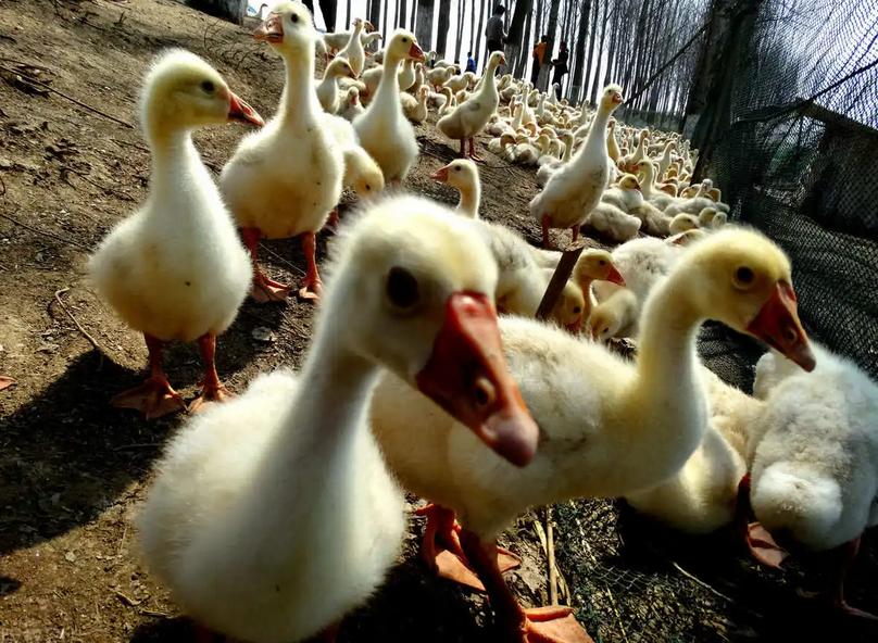 小鹅咳嗽是怎么回事,小鹅咳嗽有痰怎么处理