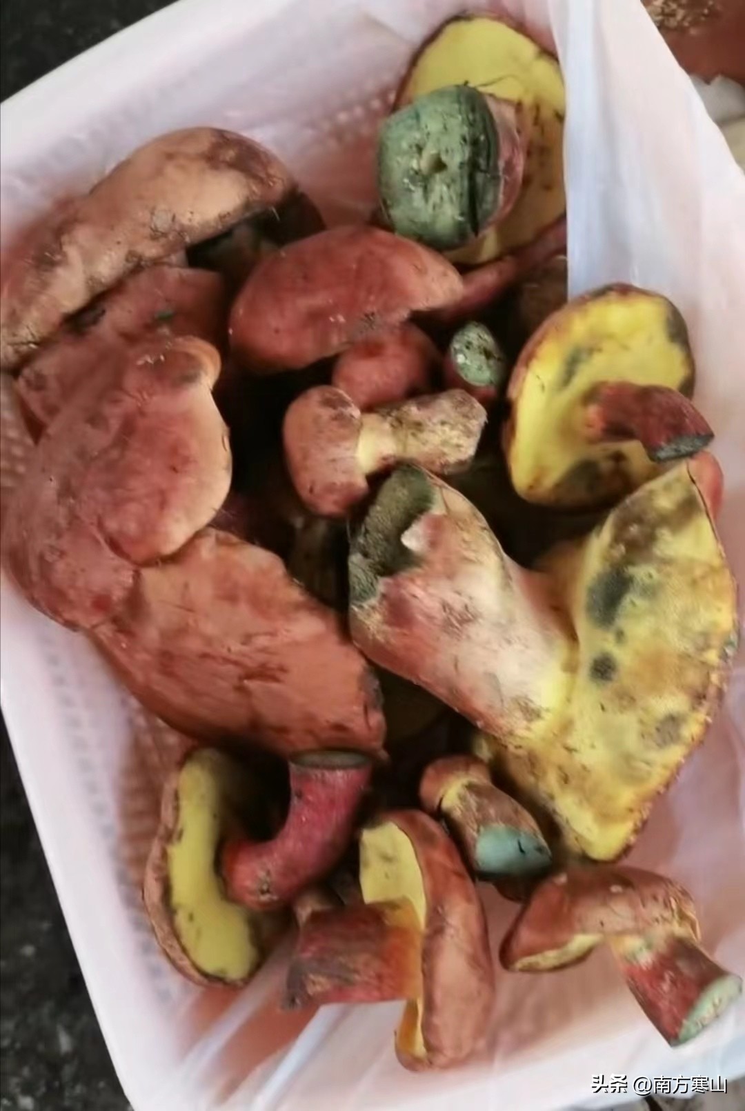 云南野生菌致幻品种,云南野生菌诗句