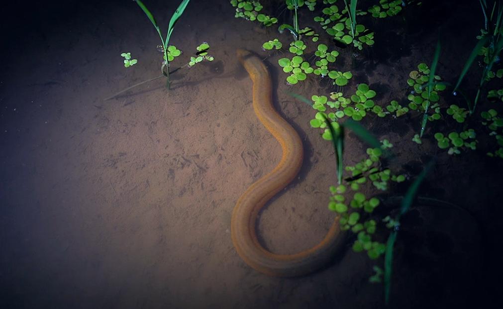 黄鳝一年能产子多少,母黄鳝产子过程