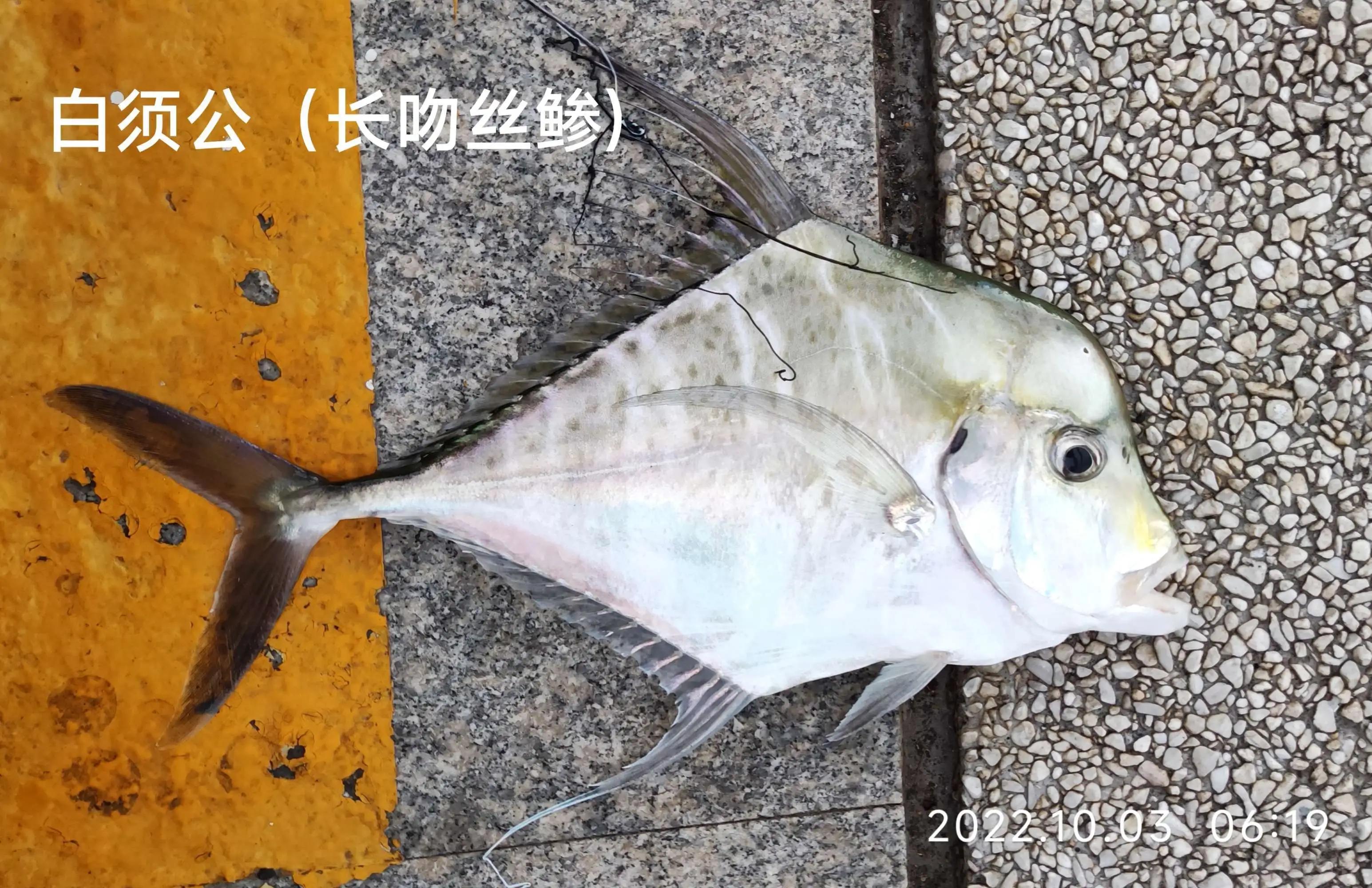 20种常见海鱼,十大常见野生海鱼