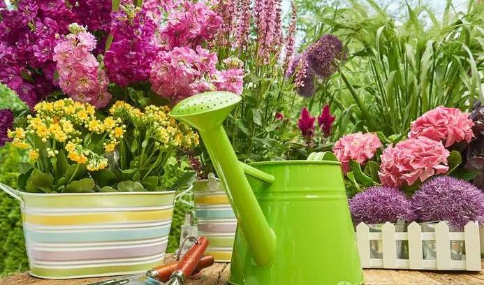 刚移栽花卉如何浇水视频,移栽花卉的方法和注意事项