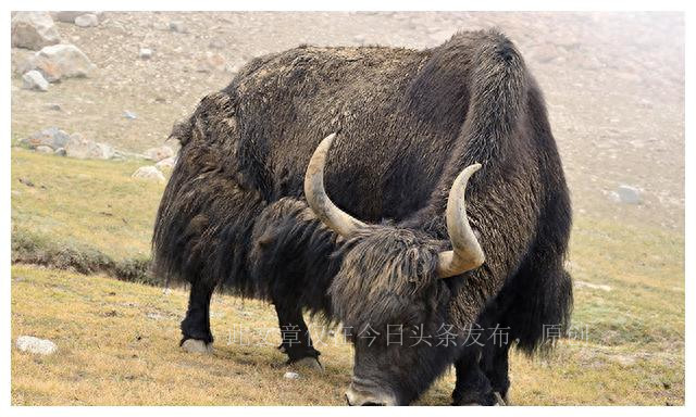 揭秘风干牦牛肉,牦牛肉曝光