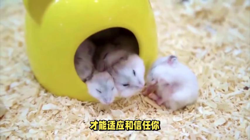 仓鼠不让抓老是跑怎么办,仓鼠不让摸怎么办