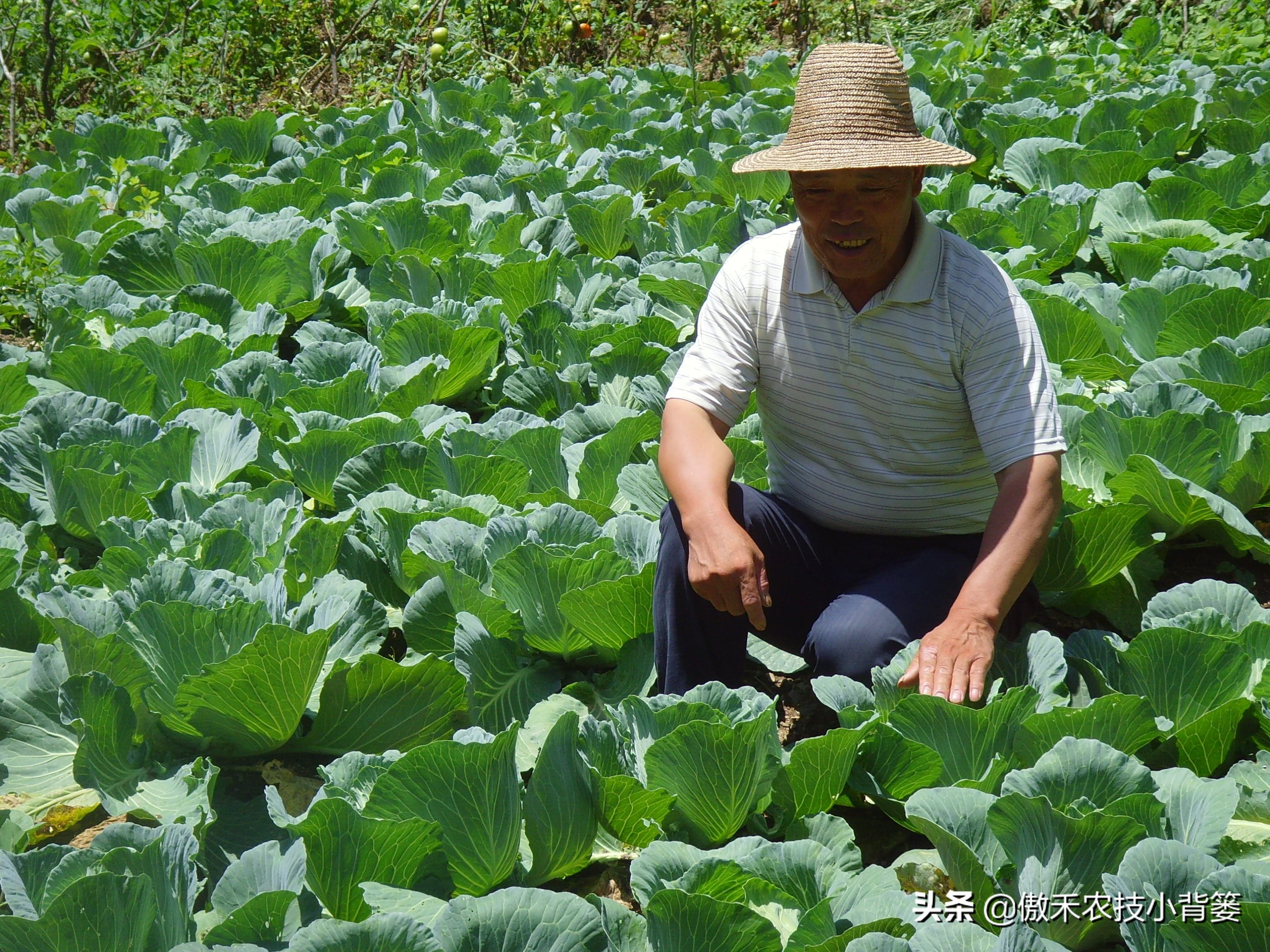 作物发生药害后的缓解方法,生长调节剂产生的药害