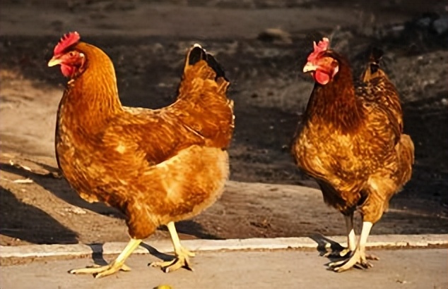 山坡养殖5000只鸡利润,自家果园散养上万只鸡