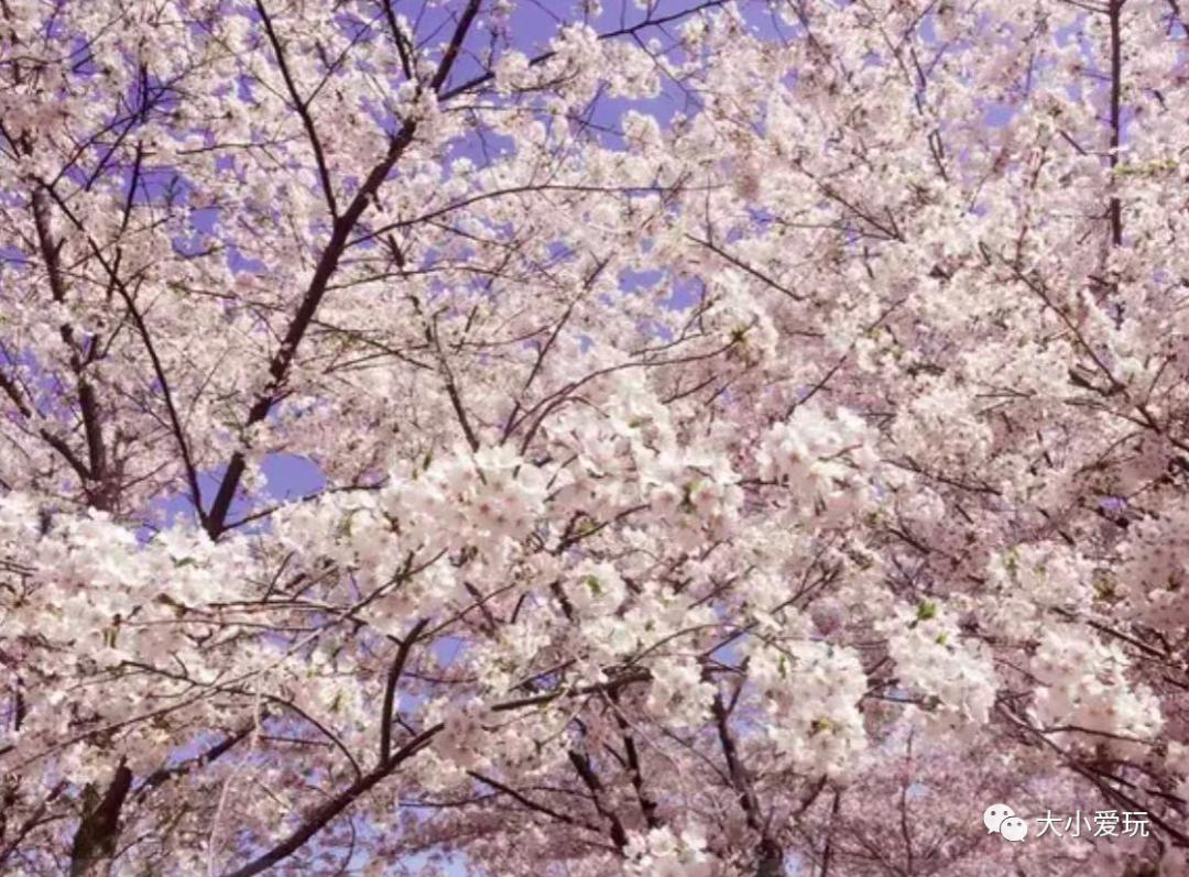 超级美的樱花美景全景,浪漫樱花海美景图