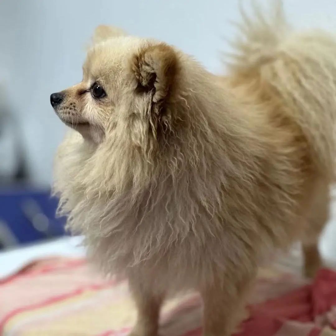 「宠物领养FreeAdopt」萌宠新生大聚会~哪位宝贝是你的最爱？