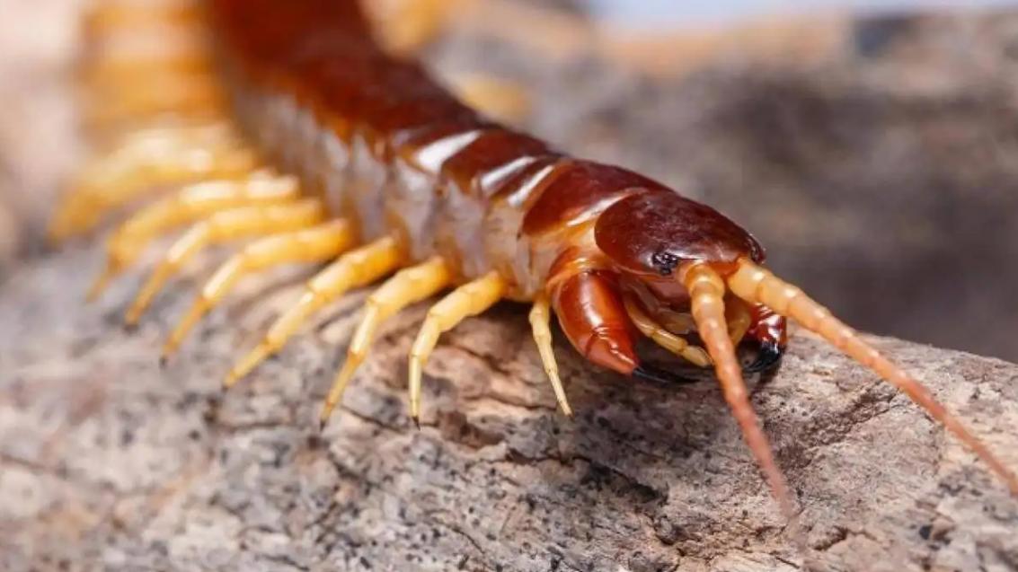 盘点全球剧毒的蜈蚣,中国海关查获巨大蜈蚣