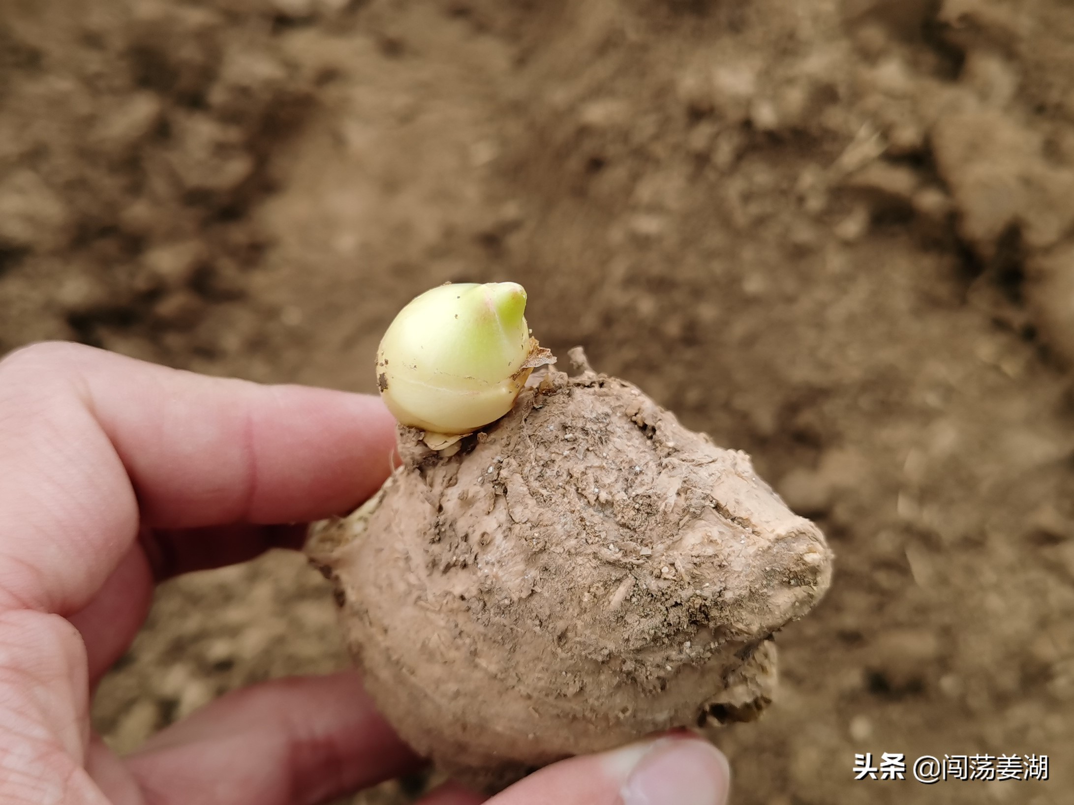 生姜播种越早产量越高这是真的吗,生姜几月份播种最佳时机