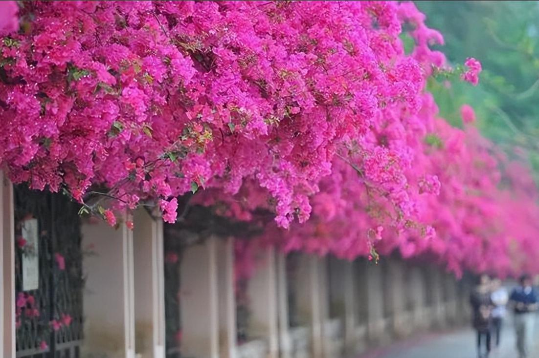 院子种2棵巴西进口花，花开似海，风景独特，美不胜收